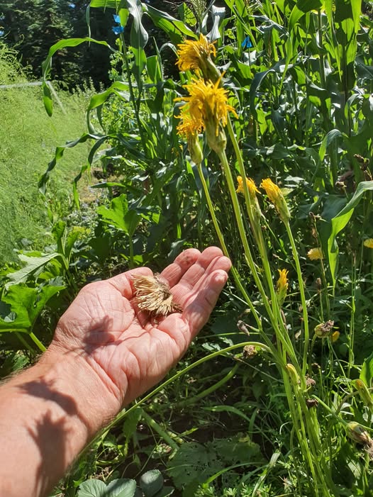 Skorzonerrødder og fremtiden